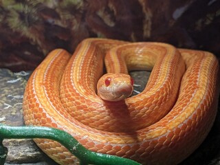 corn snake coil 2