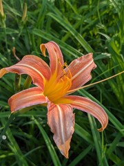 daylily blossom