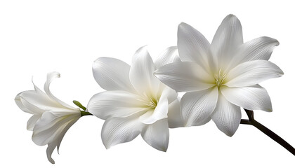 Obraz premium white flower isolated on transparent background cutout