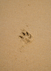the solitary track of a dog