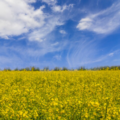 Obraz premium wide yellow rape field under blue cloudy sky