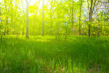 green spring forest glade in light of sparkle sun, beautiful seasonal outdoor scene