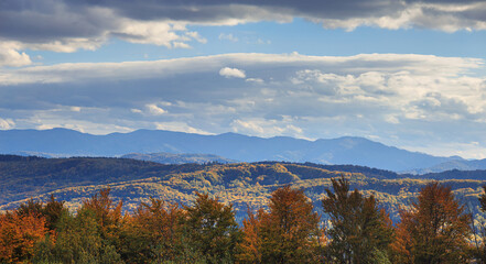 Obraz premium Autumn nature landscape - view of the Carpathian Mountains covered with autumn forest, in the Lviv region of Western Ukraine