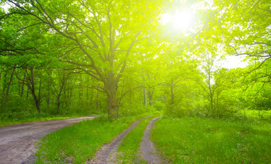 ground road through the forest in light of sparkle sun, beautiful seasonal outdoor scene
