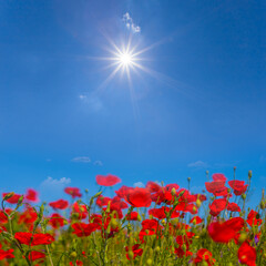 closeup red poppy flowers in  prairie under a sparkle sun