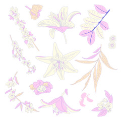 Vector illustration of hand-drawn flowewrs, lilies and leaves isolated on white background. vector floral elements for botanical designs, wedding invitations, textiles, and seasonal decorations.
