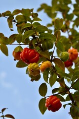 Obraz premium Suriname cherry fruits on a tree