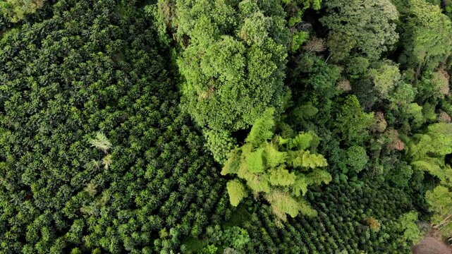 Beautiful top view of coffee trees