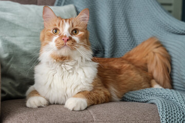 Cute cat lying in armchair at home, closeup