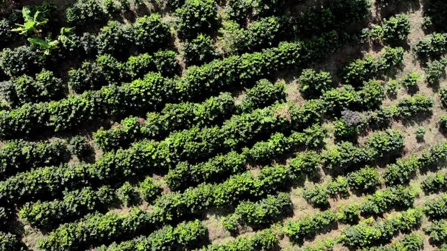 Stunning top-down shot of coffee trees