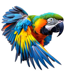Obraz premium parrot