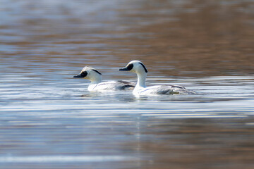 冬の池を泳ぐミコアイサ