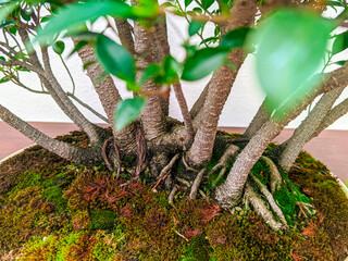 Bonsai Tree Roots Close-Up with Moss in Botanical Competition