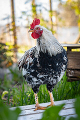 Free-range cockerel. Rooster walking on the grass. Adult rooster stands in a tropical garden on a sunny day