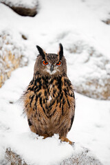 Fluffy owl in winter. Eurasian eagle owl, Bubo bubo, perched on snowy rock in snowfall. Beautiful large owl with orange eyes. Wildlife winter nature. Hunting bird in rocky area. Owl in natural habitat