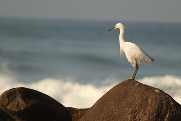 Heron stares the see