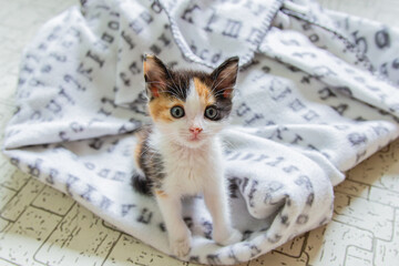 Curious Calico Kitten on a Soft Blanket