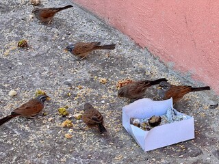 Birds eating seed on the street in Old Medina Marrakesh Morocco North Africa