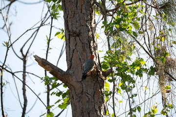 A red-bellied woodpecker bird perched on a tree branch in summer Florida woods