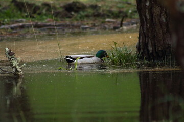 Pato en el pinar de Morouzos.
