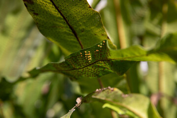 Florida strap fern-campyloneurum phyllitidis