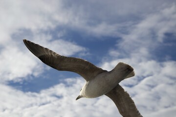 Beautiful landscapes of nature in Svalbard 