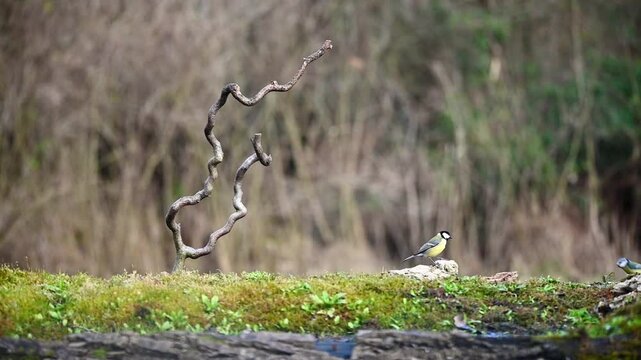 slow-motion of happy tits chasing each other in a naturalistic oasis