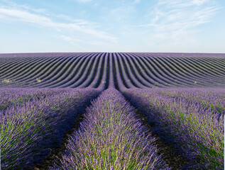 lavender field on a sunny day