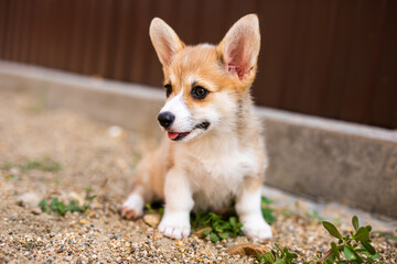 Perfect two-month-old Corgi puppy sitting on a stone path near the house.