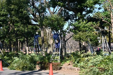 A scene of tree felling and maintenance work in the park. Background material for natural...