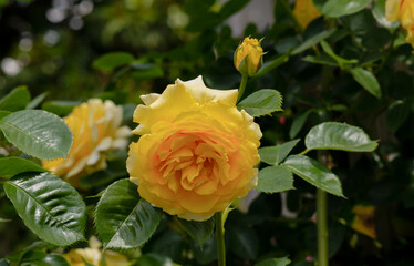 Bright yellow rose blossoms in a lush garden during springtime showcasing nature's beauty