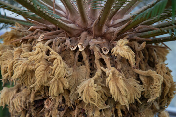 Sago palm-Cycas revoluta