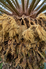 Sago palm-Cycas revoluta