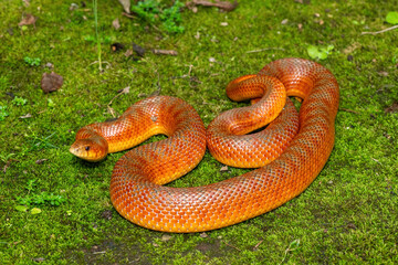 The beautiful colours of a sub-adult mole snake (Pseudaspis cana) in the wild