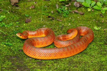 The beautiful colours of a sub-adult mole snake (Pseudaspis cana) in the wild