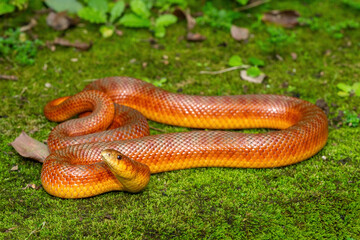 The beautiful colours of a sub-adult mole snake (Pseudaspis cana) in the wild