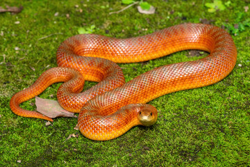 The beautiful colours of a sub-adult mole snake (Pseudaspis cana) in the wild