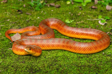 The beautiful colours of a sub-adult mole snake (Pseudaspis cana) in the wild