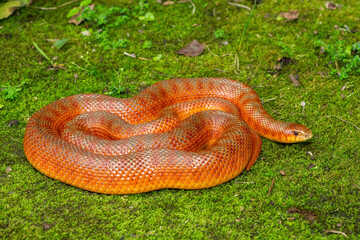 The beautiful colours of a sub-adult mole snake (Pseudaspis cana) in the wild