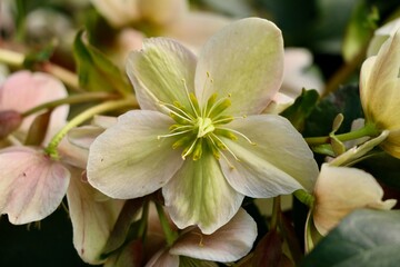White hellebores flower 