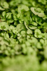 Green Clover Plant Ground Cover