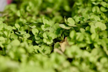 Green Clover Plant Ground Cover