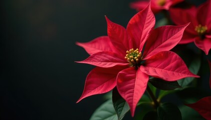 Deep crimson poinsettia blossoms, delicate textures , image, blossom