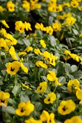 Obraz premium Yellow Pansy Flower blooming up close