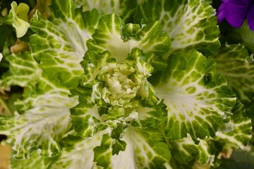 decorative white cabbage detail spiral 