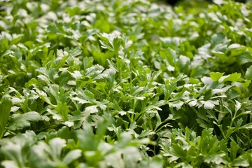 ranunculus flower leaves blooms detail 