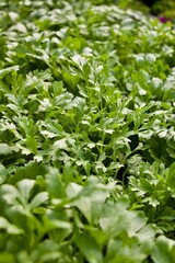 ranunculus flower leaves blooms detail 