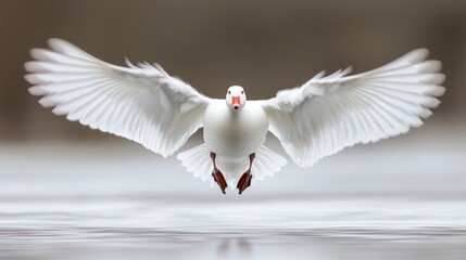 Fototapeta premium White goose landing on water, wings spread.