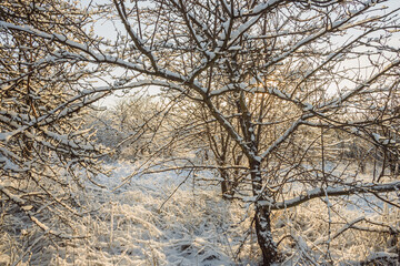 Fototapeta premium Beautiful winter landscape at the morning,sunrise over the trees , snow on the trees and ground,sunlights through the trees . Beautiful forest ,road in woodlands ,sunny 