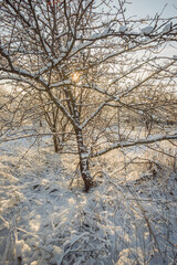 Beautiful winter landscape at the morning,sunrise over the trees , snow on the trees and ground,sunlights through the trees . Beautiful forest ,road in woodlands ,sunny                                